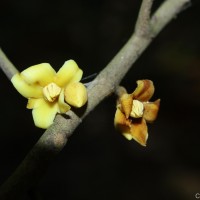 Stemonoporus kanneliyensis Kosterm.